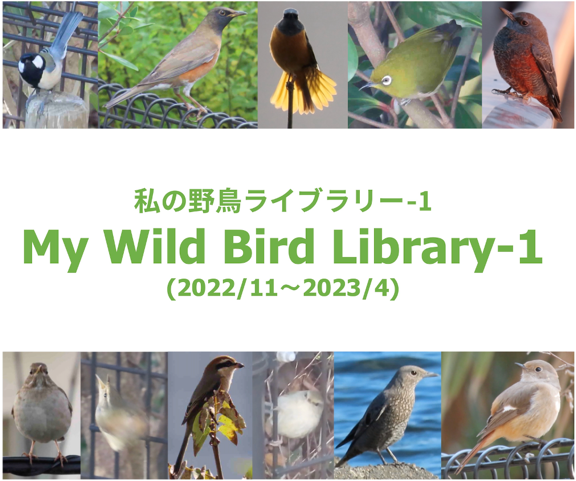 「私の野鳥ライブラリー-1」