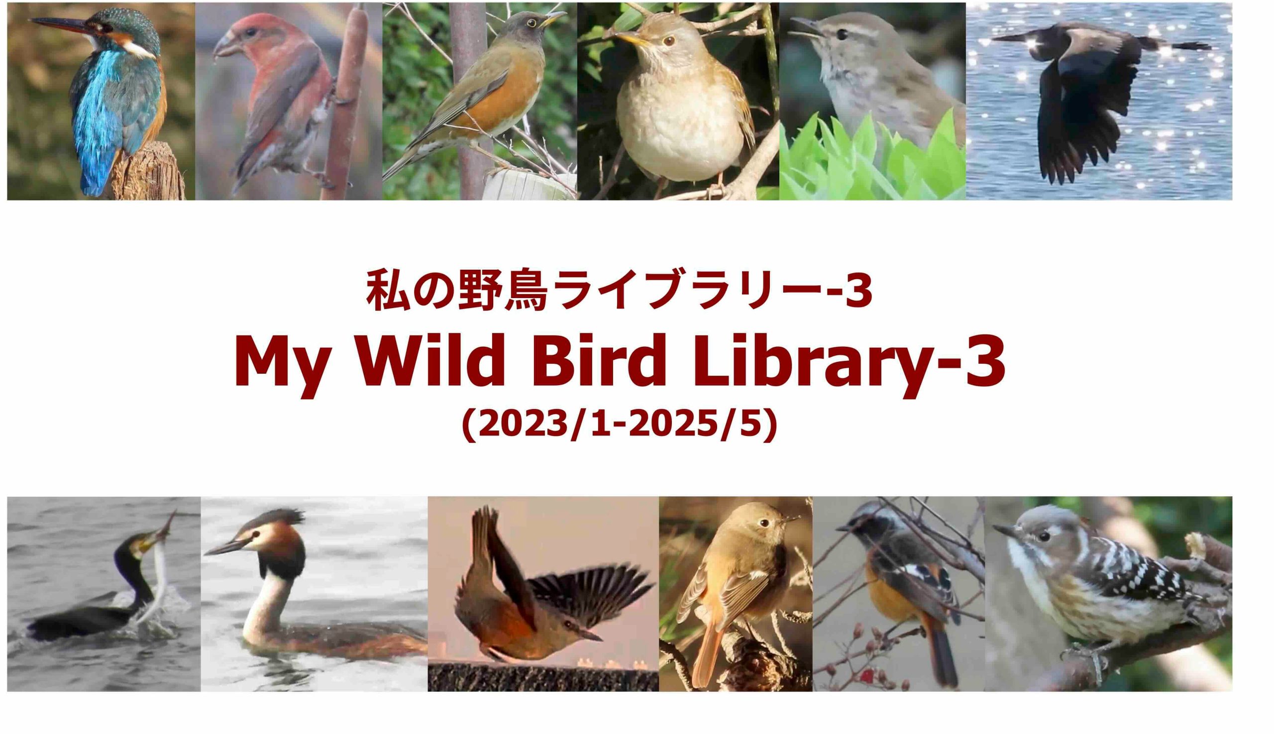 「私の野鳥ライブラリー-3」